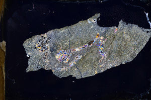 Cross Polarized, E3884