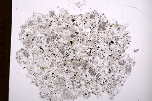 Plane Polarized, E3889