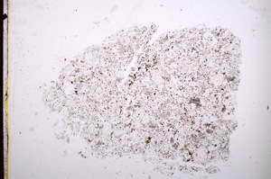 Plane Polarized, E3890