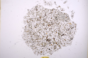 Plane Polarized, E3891