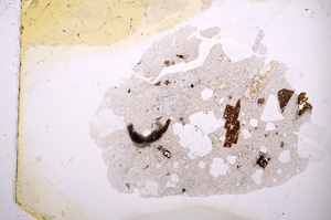 Plane Polarized, E3897