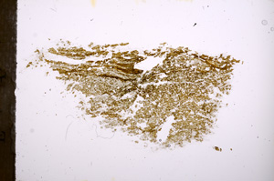 Plane Polarized, E3900