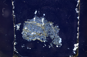 Cross Polarized, E3901