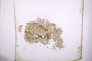 Plane Polarized, E3901