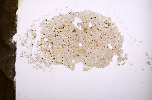 Plane Polarized, E3902