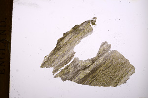 Plane Polarized, E3905