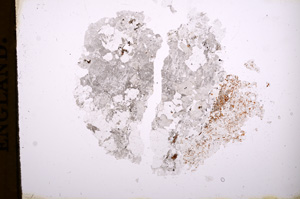 Plane Polarized, E3983