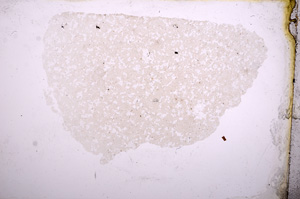 Plane Polarized, E3989