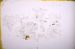 Plane Polarized, E3991