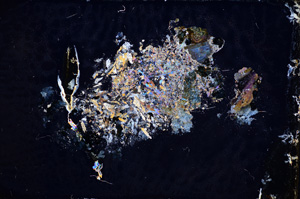 Cross Polarized, E3992