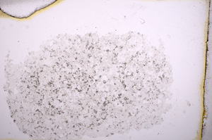 Plane Polarized, E3993