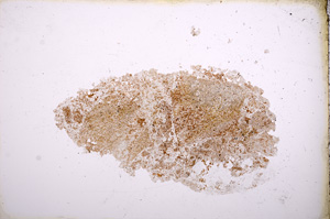 Plane Polarized, E3994