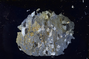 Cross Polarized, E3996