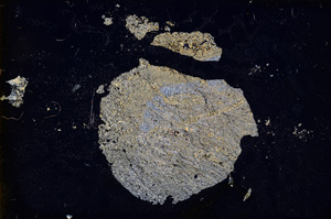 Cross Polarized, E4010