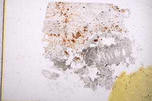 Plane Polarized, E4012