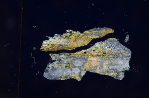 Cross Polarized, E4029