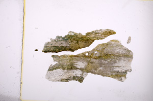 Plane Polarized, E4029