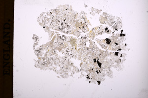 Plane Polarized, E4034