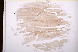 Plane Polarized, E4037