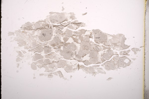 Plane Polarized, E4041