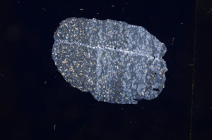 Cross Polarized, E4047