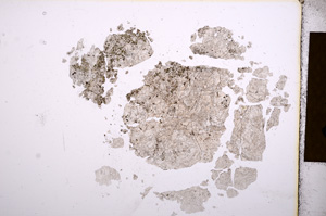 Plane Polarized, E4071