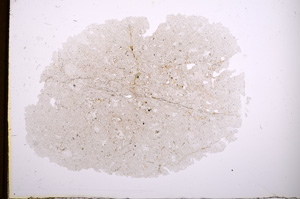 Plane Polarized, E4153