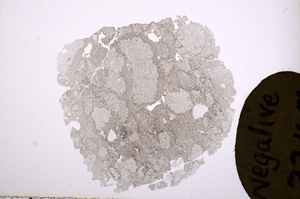 Plane Polarized, E4163