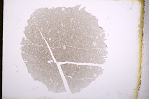 Plane Polarized, E4164