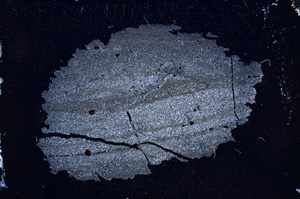 Cross Polarized, E4165