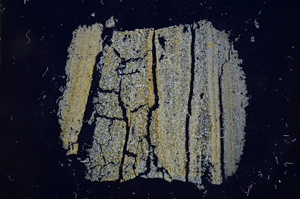 Cross Polarized, E4167