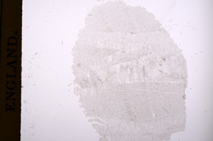 Plane Polarized, E4172