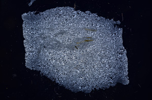 Cross Polarized, E4174