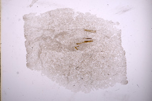 Plane Polarized, E4174