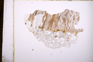Plane Polarized, E4182