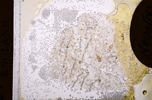 Plane Polarized, E4183
