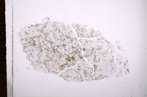 Plane Polarized, E4187