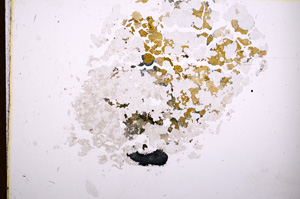 Plane Polarized, E4191