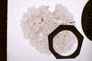 Plane Polarized, E4200