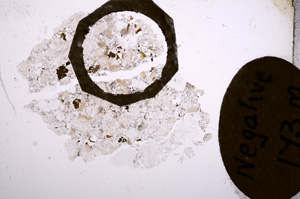 Plane Polarized, E4212