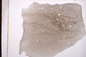 Plane Polarized, E4236