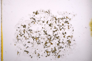 Plane Polarized, E4291