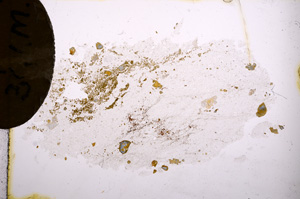 Plane Polarized, E4297