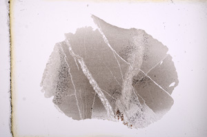 Plane Polarized, E4364