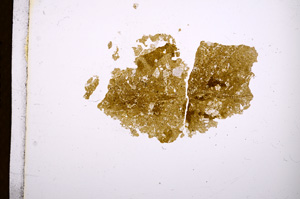 Plane Polarized, E4373