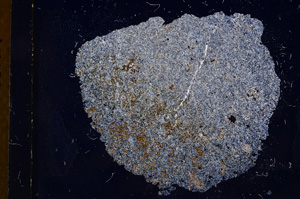 Cross Polarized, E4383