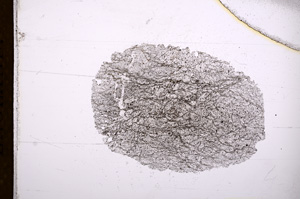 Plane Polarized, E4384