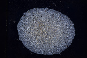 Cross Polarized, E4388