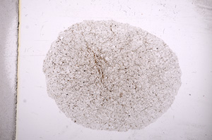 Plane Polarized, E4388