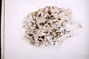 Plane Polarized, E4389